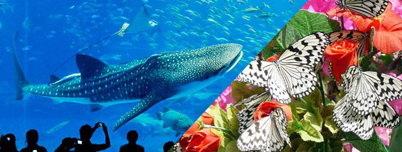 沖縄美ら海水族館と琉宮城蝶々園