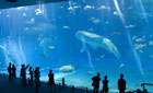沖縄美ら海水族館の巨大水槽