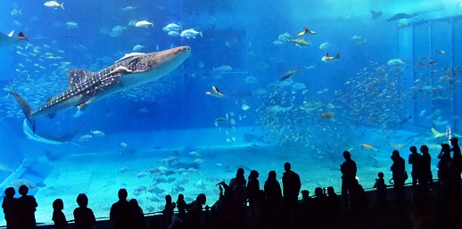 沖縄美ら海水族館と琉宮城蝶々園